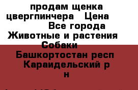 продам щенка цвергпинчера › Цена ­ 15 000 - Все города Животные и растения » Собаки   . Башкортостан респ.,Караидельский р-н